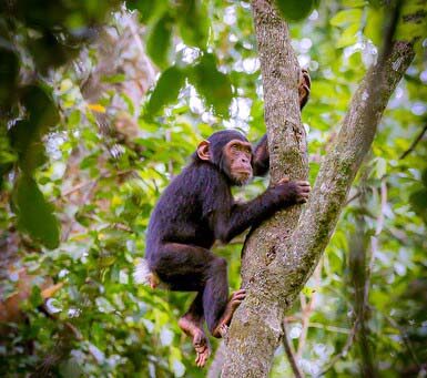 Activities on a Luxury Safari in Rwanda and Gorilla Trekking Tours